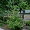 Gambel Oak #5 - Image 2